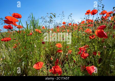 Fleurs rouges de pavot à maïs (papaver rhoeas) et variétés d'herbe sur un champ contre un ciel bleu par une journée ensoleillée d'été, espace de copie, sélection de foyer, étroit Banque D'Images