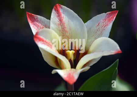 Red & White Tulips 'pierre' cultivé dans une frontière avec l'Angleterre. Banque D'Images