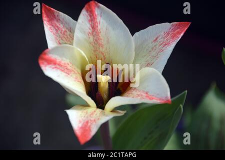 Red & White Tulips 'pierre' cultivé dans une frontière avec l'Angleterre. Banque D'Images