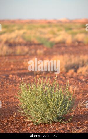 Paysage de l'Outback dans le désert australien avec petit succulent ou cactus dans la terre rouge au coucher du soleil près de Coober Pedy Banque D'Images