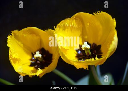 Deux tulipes à frange jaune vif « Crystal Star » cultivées dans une frontière de jardin anglaise. Banque D'Images