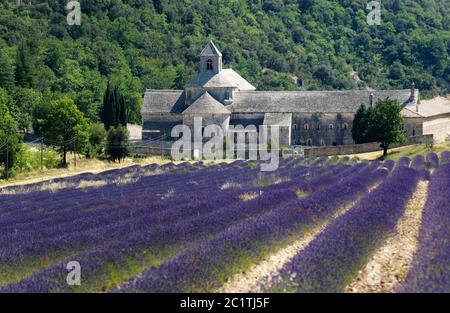 Abbaye de Sénanque avec champ de lavande, Gordes, département du Vaucluse, Provence Alpes Côte d'Azur, France Banque D'Images