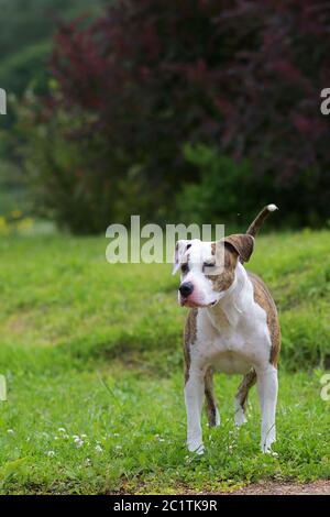 Chien d'aventure dans le jardin. American staffordshire terrier Outdoors, Happy and Healthy animaux concept Banque D'Images