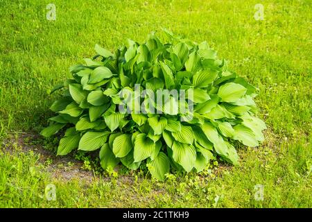 Brousse verte avec de grandes feuilles sur un pré vert herbacé Banque D'Images