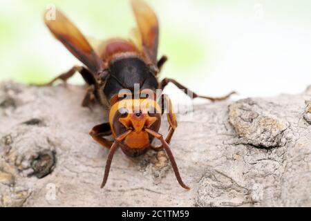 Close up of giant hornet sur un arbre en surface studio shot Banque D'Images