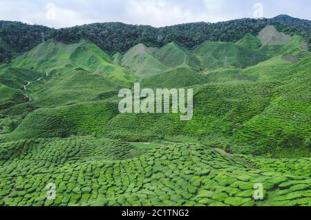 La plantation de thé en Malaisie Banque D'Images