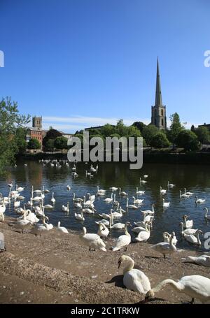 Swans sur la rivière Severn au sanctuaire de Worcester Swan. Banque D'Images