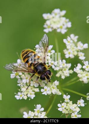 Macro crâne mouche Myathropa florea Banque D'Images