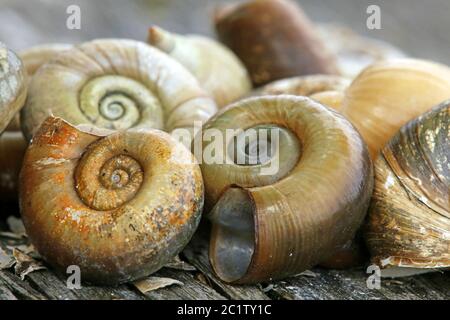 Escargots de Posthorn Planorbius corneus de Federsee Banque D'Images