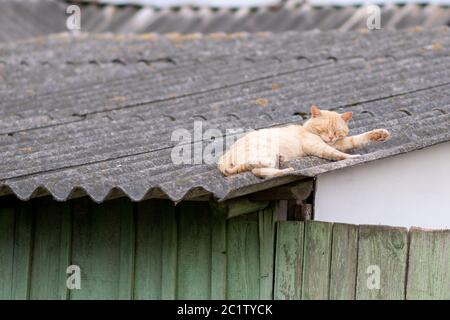 Chat rouge dormant sur le toit d'une maison dans le village. Banque D'Images
