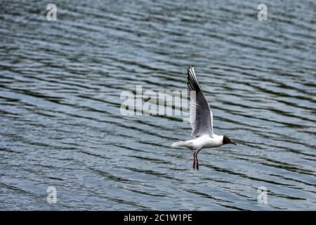 Battant brown-hooded gull (chroicocephalus maculipennis) dans la région de Park, Londres, Royaume-Uni Banque D'Images