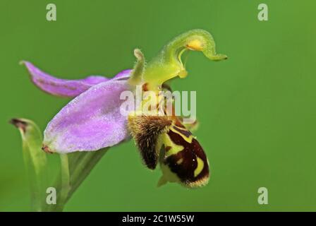 L'abeille raracine Ophrys apifera de la vallée de Lily près d'Ihringen Banque D'Images