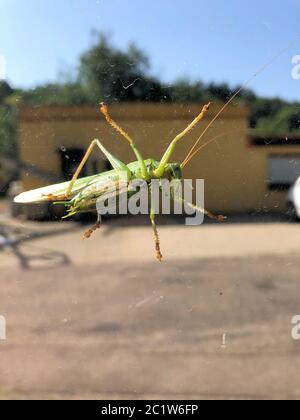 Sauterelle sur un écran en verre photographiée par le dessous Banque D'Images