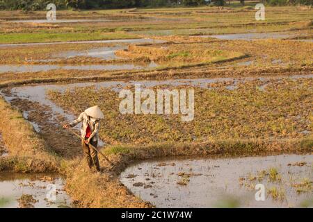 Vietnamiens plantant du riz sur un rizières Banque D'Images