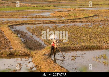 Vietnamiens plantant du riz sur un rizières Banque D'Images