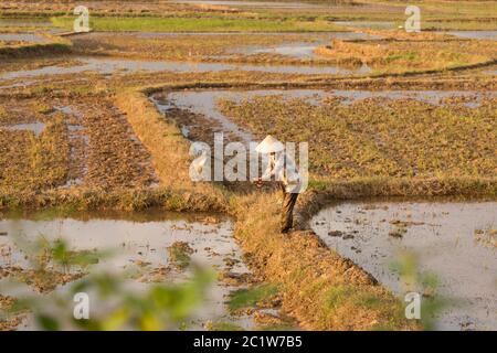 Vietnamiens plantant du riz sur un rizières Banque D'Images