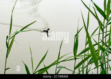 Un petit oiseau d'étang nage dans le lac et cherche son compagnon. Banque D'Images