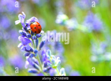 Coccinelle sur fleur de lavande Banque D'Images