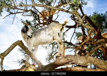 Arganiers et les chèvres sur le chemin entre Marrakech et Essaouira au Maroc Banque D'Images