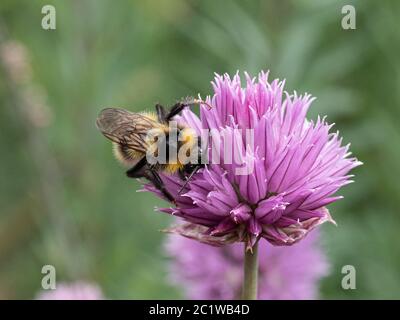 Gros plan d'une abeille bourdonneuse se nourrissant d'une tête de fleur de ciboulette Banque D'Images