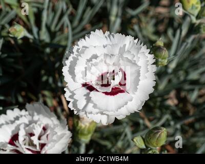 Un gros plan d'une fleur unique des Dianthus Coconut Sundae Banque D'Images