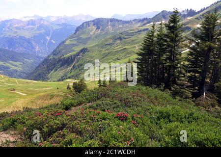 Fleur de rose alpine sur le Furkajoch en Autriche. Magnifique paysage de montagne dans le Vorarlberg Banque D'Images