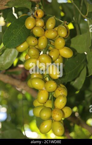 Fruits tropicaux dans la forêt tropicale, raisin birman, Ampangorinana, Nosy Komba, Madagascar. Banque D'Images