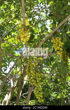 Fruits tropicaux dans la forêt tropicale, raisin birman, Ampangorinana, Nosy Komba, Madagascar. Banque D'Images