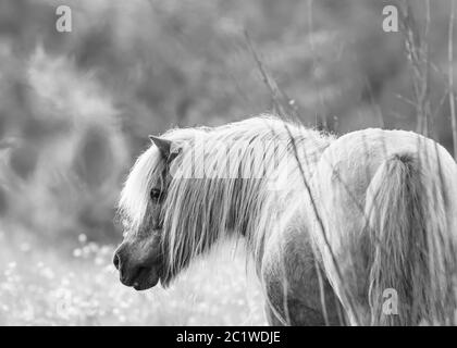 portrait artistique d'un cheval nain en noir et blanc échelle de gris flou d'arrière-plan sélectif Banque D'Images