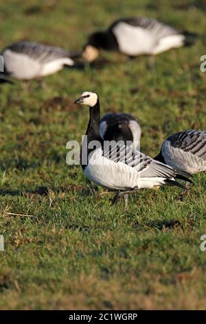 BARNACLE GOOSE (Branta leucopsis) se nourrissant de troupeau dans le champ, Écosse, Royaume-Uni. Banque D'Images