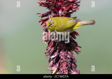 Cape White-Eye (Zosterops virens capensis), adulte perché sur une fleur, Cap occidental, Afrique du Sud Banque D'Images