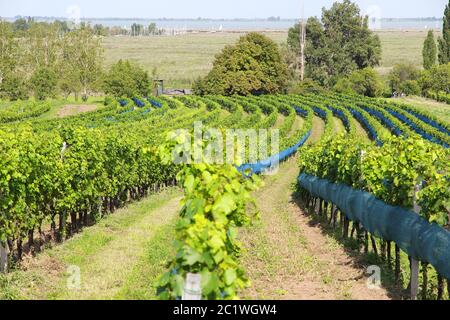 Burgenland, Autriche - région viticole au bord du lac Neusiedl dans le parc national Neusiedler See-Seewinkel. Patrimoine mondial de l'UNESCO. Banque D'Images