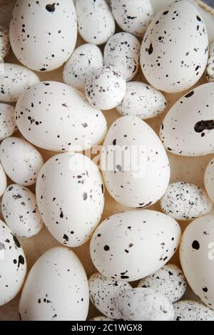 Close up composition de blanc de poulet et les cailles, les oeufs de Pâques en pointillé noir Banque D'Images