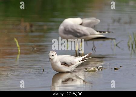 LITTLE GULL se trouvait dans une eau douce peu profonde, en Écosse, au Royaume-Uni. Banque D'Images