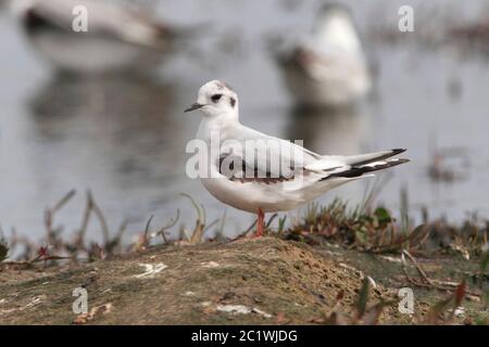 LITTLE GULL, ÉCOSSE, ROYAUME-UNI. Banque D'Images