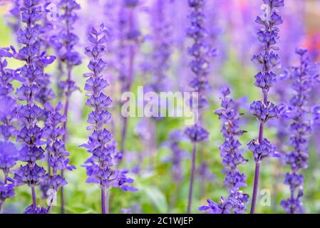 Fleurs violettes de Salvia Farinacea Banque D'Images