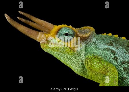 Le caméléon de Darf Jackson (Trioceros jacksonii merumontanus) mâle Banque D'Images