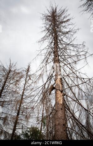 Une forêt d'épinette de la forêt de Koenigsforest près de Cologne qui est morte en raison de la sécheresse et du dendroctone de l'écorce a été défriché, Rhénanie-du-Nord-Westphalie, Allemagne Banque D'Images