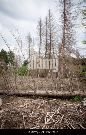 Une forêt d'épinette de la forêt de Koenigsforest près de Cologne qui est morte en raison de la sécheresse et du dendroctone de l'écorce a été défriché, Rhénanie-du-Nord-Westphalie, Allemagne Banque D'Images