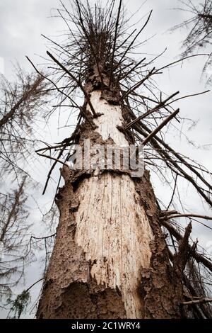 Une forêt d'épinette de la forêt de Koenigsforest près de Cologne qui est morte en raison de la sécheresse et du dendroctone de l'écorce a été défriché, Rhénanie-du-Nord-Westphalie, Allemagne Banque D'Images