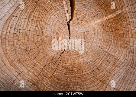 Anneaux de croissance annuels d'une épinette qui a été décortifiée dans la forêt de Koenigsforest près de Cologne, en Rhénanie-du-Nord-Westphalie, en Allemagne. Jahresringe einer gefaellten Fichte im Koe Banque D'Images