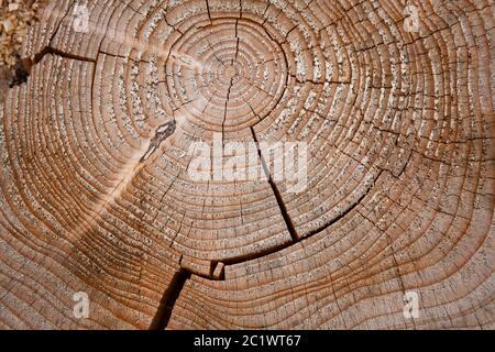 Anneaux de croissance annuels d'une épinette qui a été décortifiée dans la forêt de Koenigsforest près de Cologne, en Rhénanie-du-Nord-Westphalie, en Allemagne. Jahresringe einer gefaellten Fichte im Koe Banque D'Images