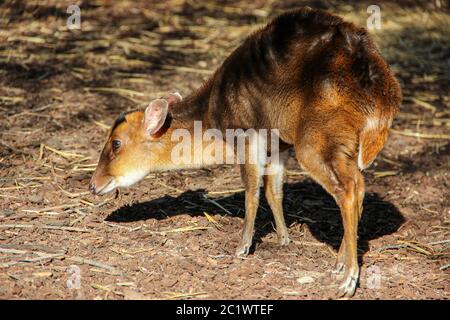 Muntjac. Cerf de barque à la recherche de nourriture. Banque D'Images