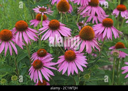 Chapeau de soleil violet à fleurs ou chapeau de soleil violet échinacée purpurea 02 Banque D'Images