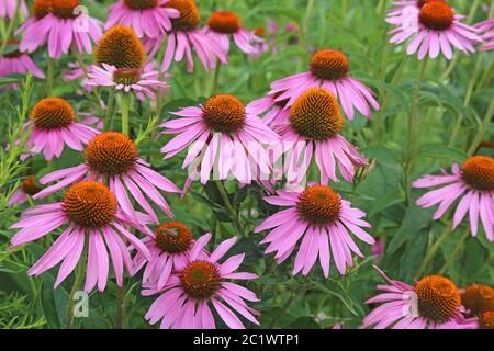 Chapeau de soleil violet à fleurs ou chapeau de soleil violet échinacée purpurea 01 Banque D'Images