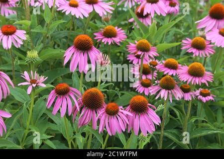 Chapeau de soleil violet à fleurs ou chapeau de soleil violet échinacée purpurea 03 Banque D'Images