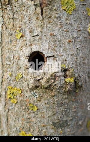 Tronc du premier arbre de cendres endommagé par le coléoptère solitaire asiatique Banque D'Images