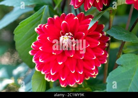 Dahlia fleurit dans un petit jardin, une plante pervivace qui fleurit habituellement en été et en automne, originaire du Mexique Banque D'Images