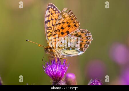 Fritillaire vert foncé (Argynis aglaja, Speyeria aglaja, Mesoacidalia aglaja), femelle assise sur un nectar de fleurs de thistele, Allemagne, Bavière, Niederbayern, Basse-Bavière Banque D'Images