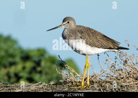 Les plus grands jaunâtres (Tringa melanoleuca), dans le plumage non reproductrice se trouvant dans le marais, pendant la migration d'automne, États-Unis, Californie, Comté de Riverside Banque D'Images